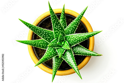 Top view of aloe vera plant in terracotta pot