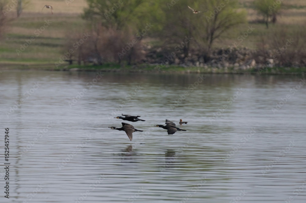 Great Cormorant birds fly over the water surface of a lake in the wild nature of Kazakhstan in spring. Great Cormorant birds fly over the water surface of a lake in the wild nature of Kazakhstan in spring.