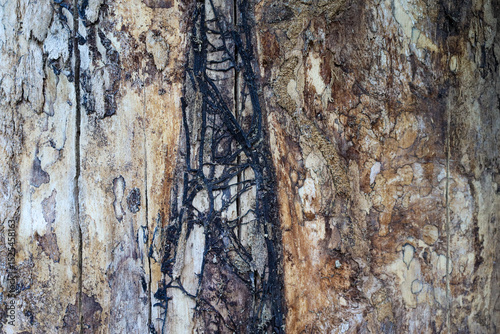 naturalna tapeta kora drzewa liściastego
 photo