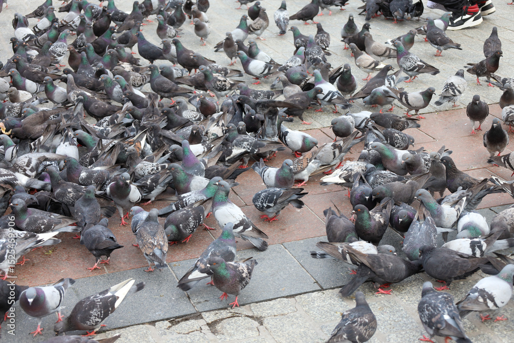 Fototapeta premium Gołębie na krakowskim rynku. Maj 2025