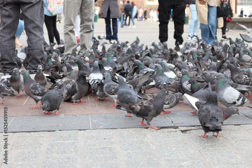 Fototapeta premium Gołębie na krakowskim rynku. Maj 2025