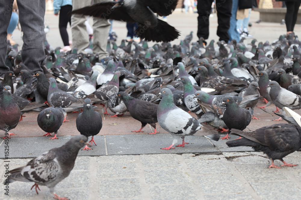 Fototapeta premium Gołębie na krakowskim rynku. Maj 2025