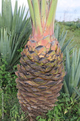 View of Sisal plant