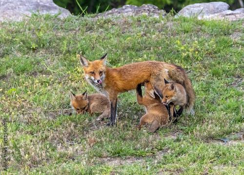 Photography A Red Fox vixen and her kits.