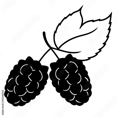 vector illustration of a blackberry