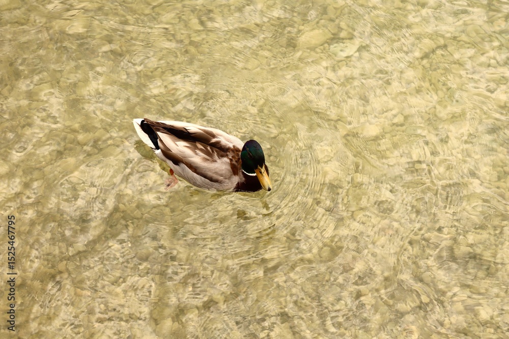 Obraz premium A male mallard duck with a vibrant green head swims in crystal clear shallow water, creating soft ripples on the surface. The light reveals the pebbled lake bottom beneath.
