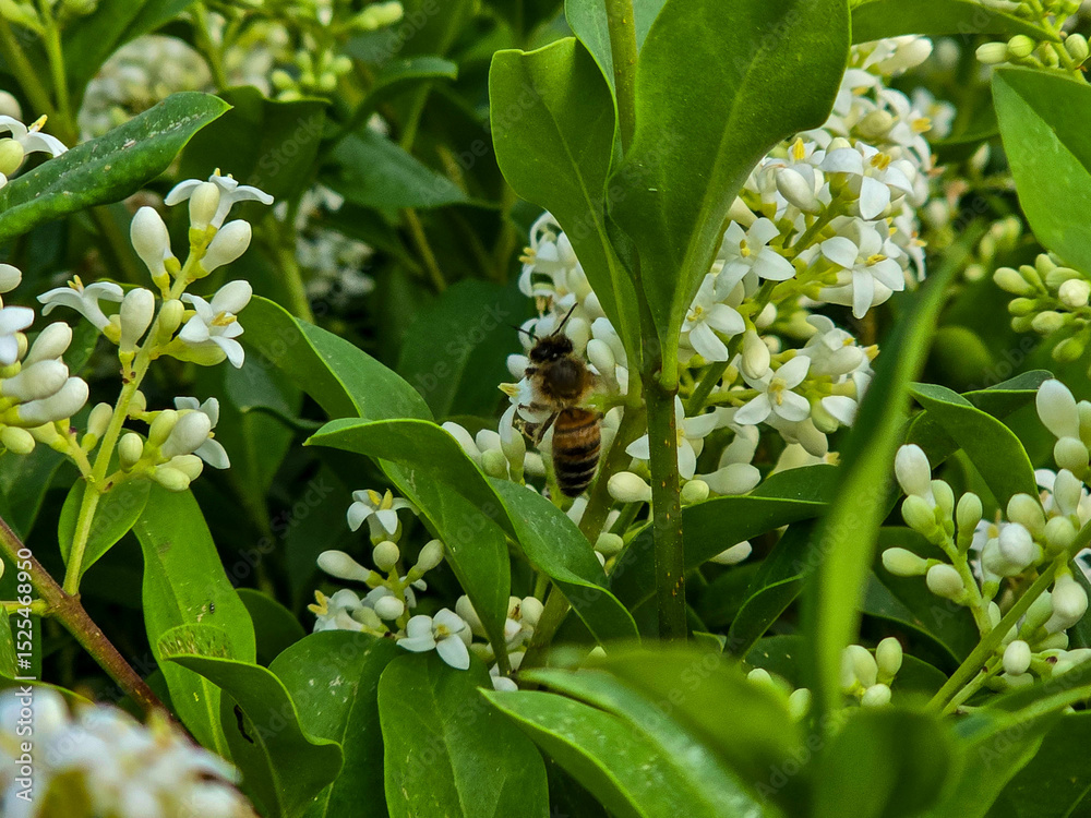 Obraz premium Delicate White Flowers Blooming Spring Freshness and Purity