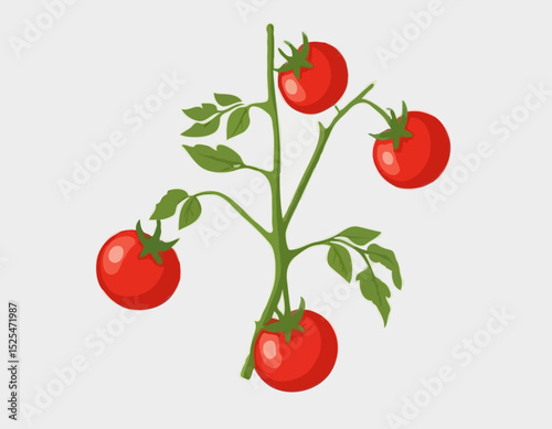Bunch of fresh red Tomatoes with stem, isolated on transparent background, organic tomato vegetable
