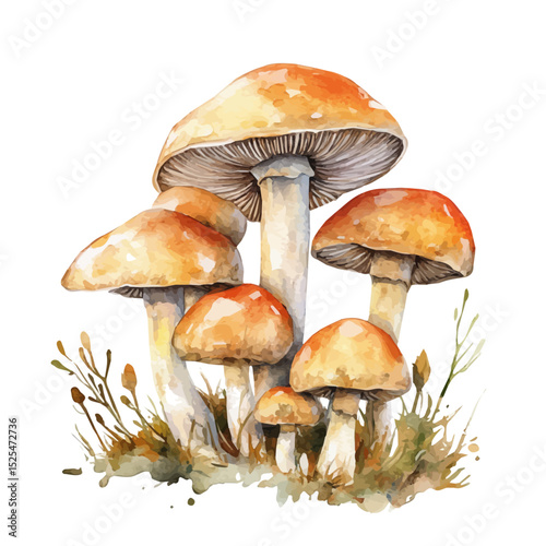 Wild Mushrooms Cluster Grow, watercolor vector, high quality, isolated on a white background.