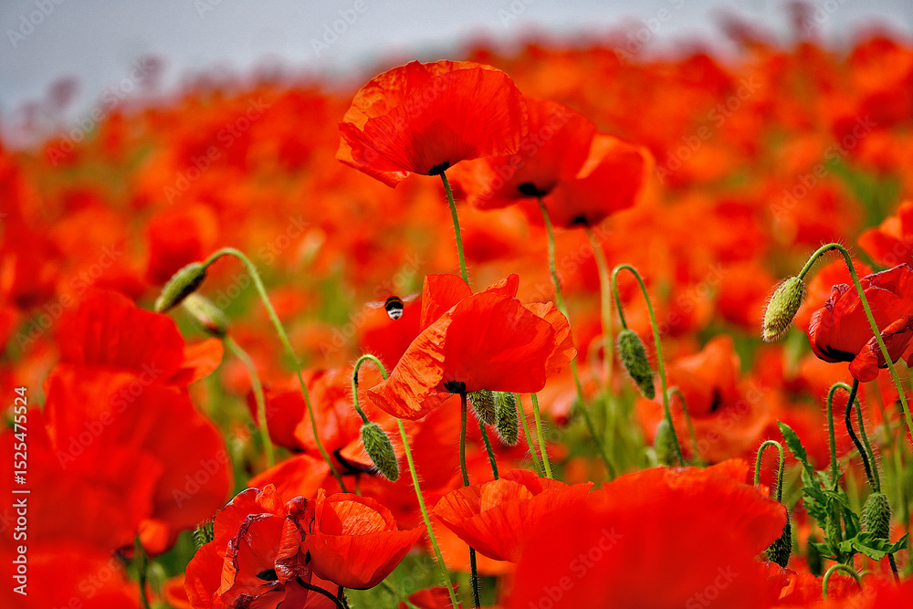 Obraz premium pole makowe