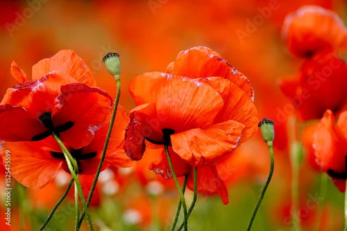 Fototapeta czerwone maki