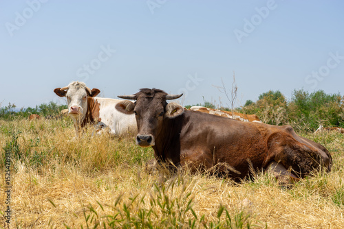 Cows resting in the dry grass of a field during a hot summer day