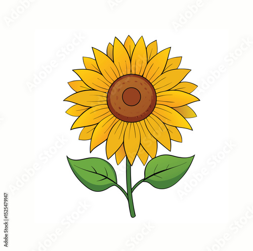 sunflower isolated on white