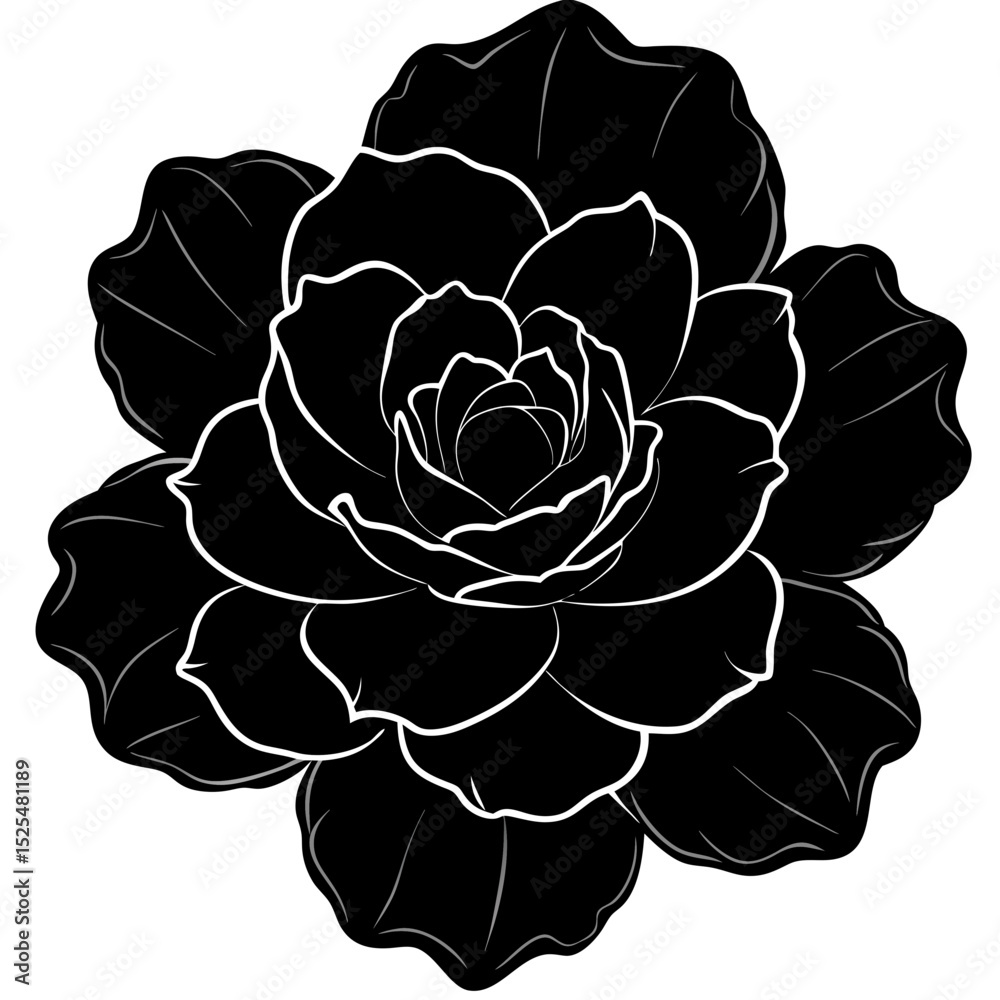 Obraz premium black and white rose