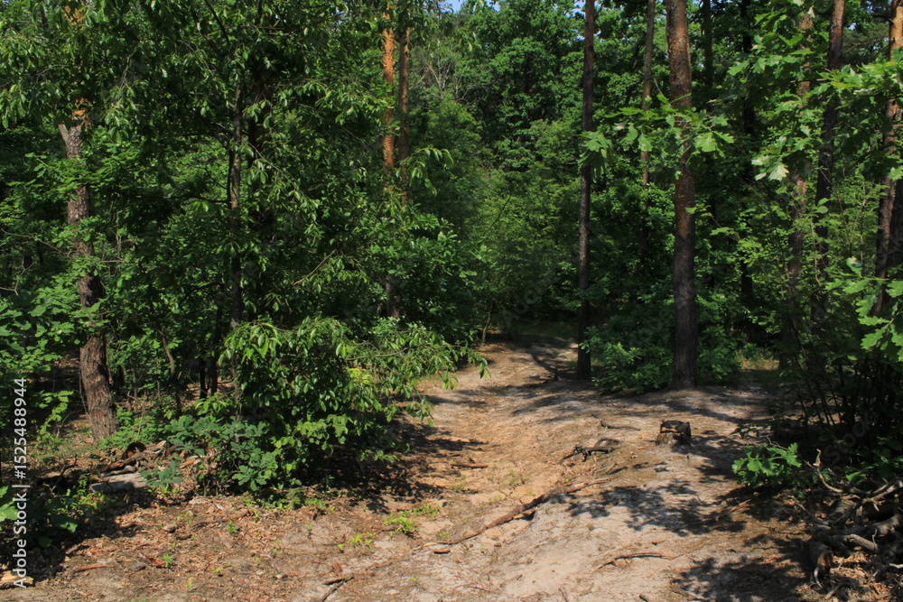 Fototapeta premium Mysterious forest trail