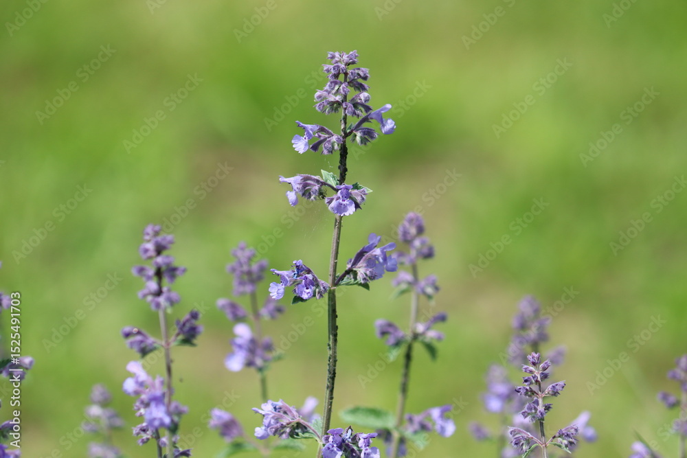 Fototapeta premium Blue flowers of Faassen's catnip (Nepeta faassenii) in summer garden
