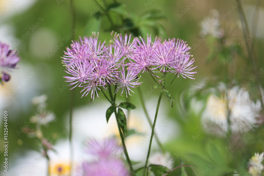 Pink flowers of Siberian columbine meadow-rue (Thalictrum aquilegiifolium) plant in summer garden Pink flowers of Siberian columbine meadow-rue (Thalictrum aquilegiifolium) plant in summer garden