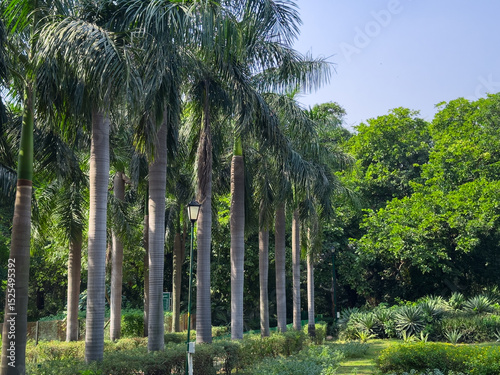 Palm trees lining a walkway in a tropical park in Delhi. Symmetrical path surrounded by lush green photo