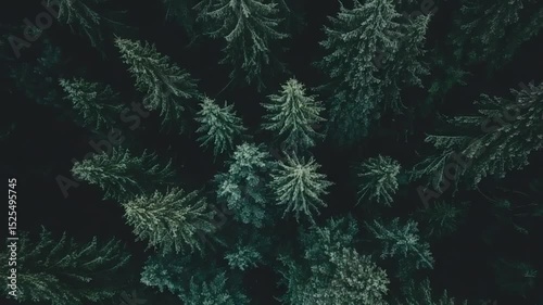 christmas tree background