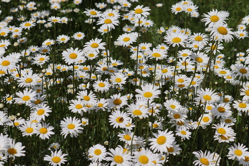 Fototapeta Naklejka Na Ścianę i Meble -  White flowers of ox-eye daisy (Leucanthemum vulgare) in summer garden