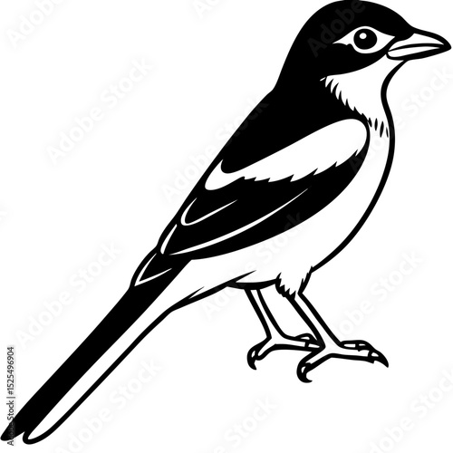Minimal Bay-backed Shrike Vector
