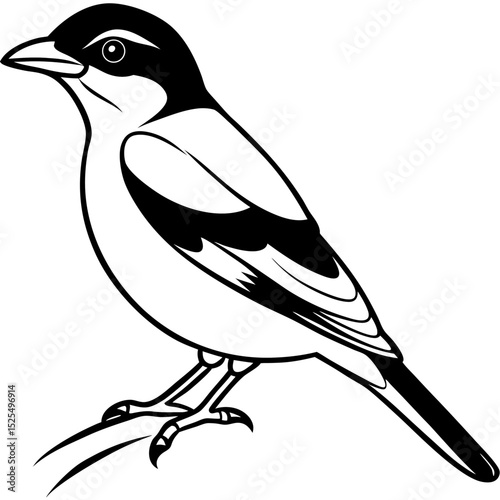 Minimal Bay-backed Shrike Vector