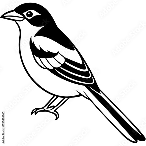 Minimal Bay-backed Shrike Vector