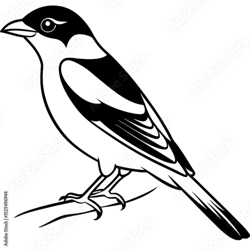 Minimal Bay-backed Shrike Vector