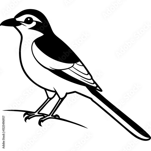 Minimal Bay-backed Shrike Vector