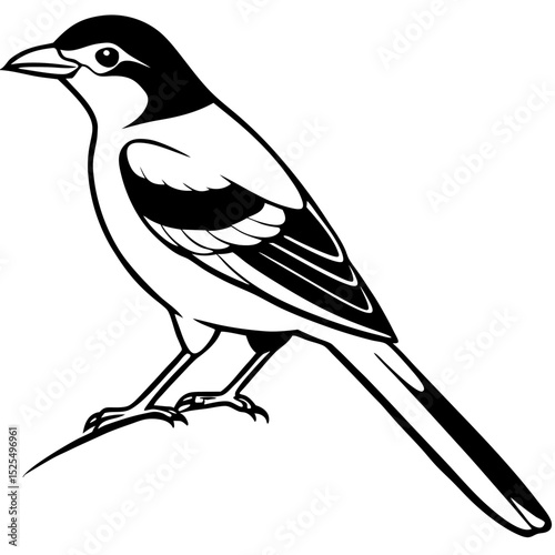Minimal Bay-backed Shrike Vector