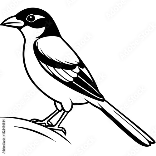 Minimal Bay-backed Shrike Vector