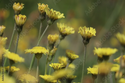 Fototapeta Naklejka Na Ścianę i Meble -  Yellow flowers of Mouse-ear hawkweed (Pilosella officinarum) in summer garden