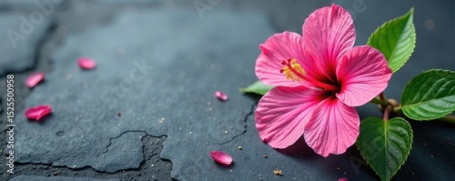 Single pink hibiscus blossom, grey stone background, petals, wallpaper, hibiscus