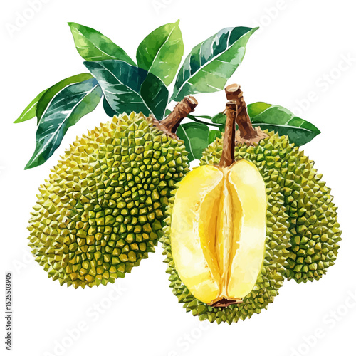 Tropical Jackfruit, watercolor drawing vector, high quality, isolated on a white background.