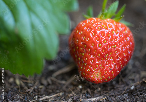 gros plan sur une fraise mûre cultivée dans la terre