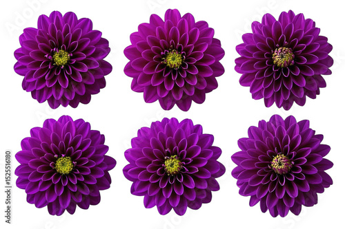 A collection of real purple dahlia flower heads isolated against a transparent background for design elements.
