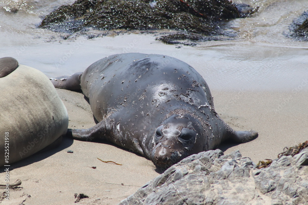 Obraz premium Seal moult