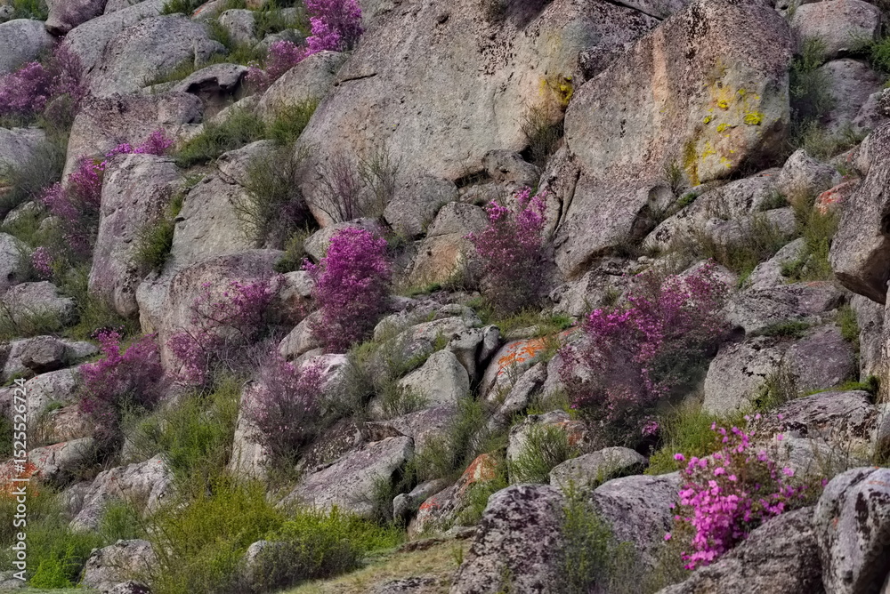 Obraz premium Russia. Mountain Altai. A flowering bush of Ledebur rhododendron (maralnik) on the slopes of the mountains along the Chuisky tract near the village of Kupchegen.