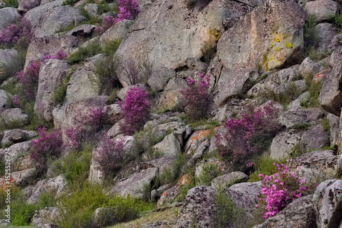 Russia. Mountain Altai. A flowering bush of Ledebur rhododendron (maralnik) on the slopes of the mountains along the Chuisky tract near the village of Kupchegen.
