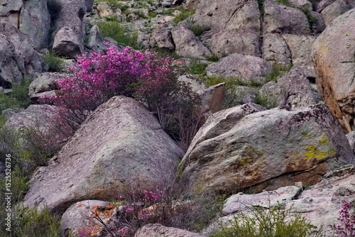 Russia. Mountain Altai. A flowering bush of Ledebur rhododendron (maralnik) on the slopes of the mountains along the Chuisky tract near the village of Kupchegen.