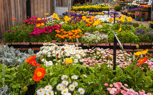Flowers for sale at a local garden center including Icelandic Poppies, English Daisies, Zinnias, Carnations Pansies  and many others colorfully displayed and nicely organized.
