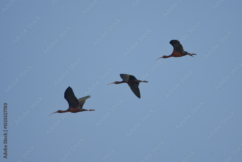 Obraz premium Çeltikçi » Glossy Ibis » Plegadis falcinellus
