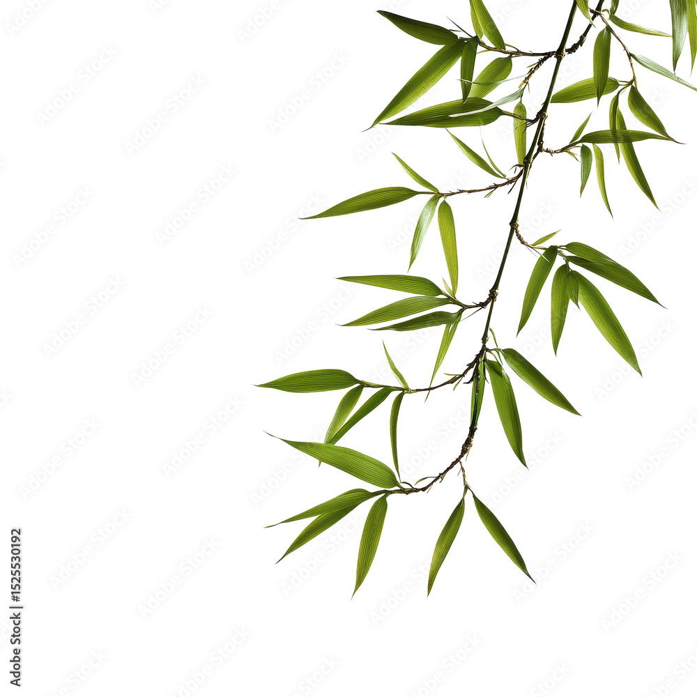 Fototapeta premium Closeup view of vibrant bamboo leaves against a Transparent background highlighting natural beauty, This PNG background file is a close up a bamboo branch, PNG background
