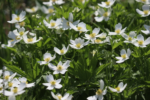 Flowering round-headed anemone (Anemonastrum canadense, syn. Anemone canadensis) in summer garden
