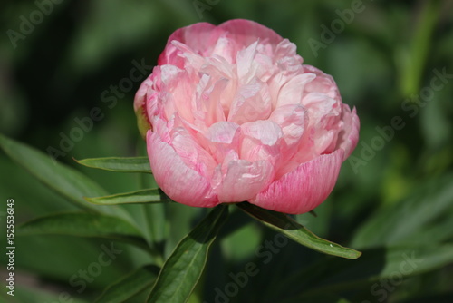 Pink flower of peony (Paeonia officinalis, cultivar Rosea Plena) in summer garden