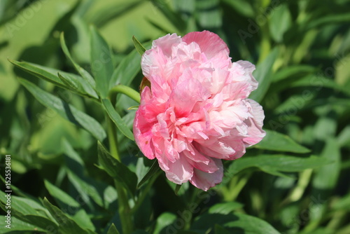Fototapeta Naklejka Na Ścianę i Meble -  Pink flower of peony (Paeonia officinalis, cultivar Rosea Plena) in summer garden