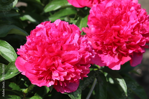 Fototapeta Naklejka Na Ścianę i Meble -  Pink peony (cultivar Howard R. Watkins) flowers in summer garden