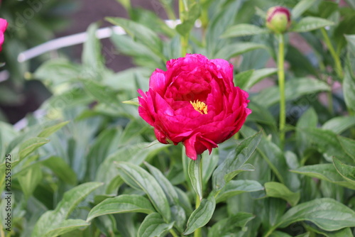 Pink peony (cultivar Ann Zahller) flowers in summer garden
