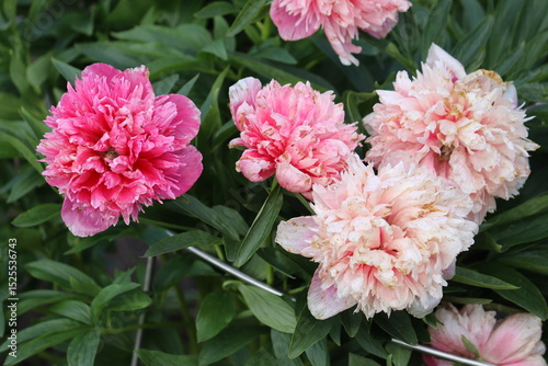 Fototapeta Naklejka Na Ścianę i Meble -  Pink peony flowers in summer garden