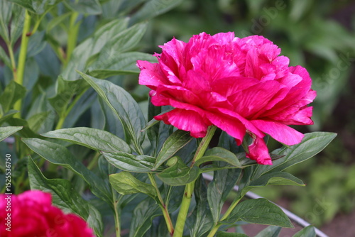 Fototapeta Naklejka Na Ścianę i Meble -  Pink peony (cultivar Ann Zahller) flowers in summer garden